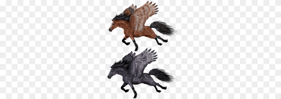 Pegasus Animal, Horse, Mammal Png