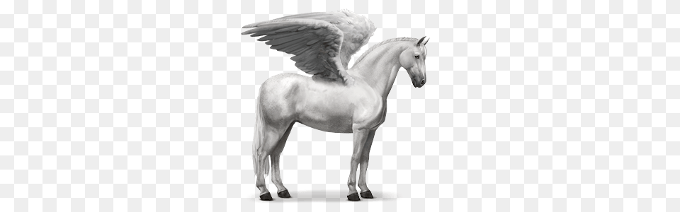 Pegasus, Animal, Horse, Mammal, Andalusian Horse Free Png Download
