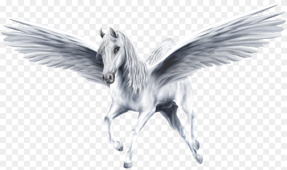 Pegasus, Animal, Bird, Horse, Mammal Png