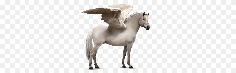 Pegasus, Animal, Horse, Mammal, Stallion Png