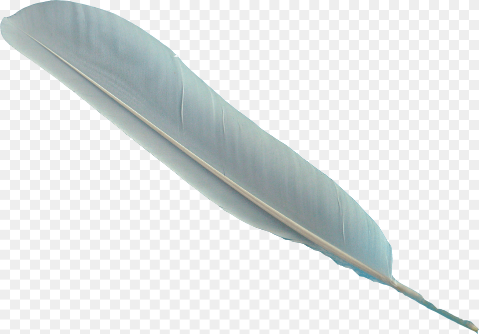 Pegasus Feather, Leaf, Plant, Bottle, Blade Free Transparent Png