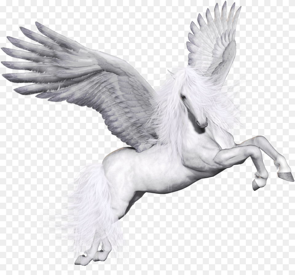 Pegasus Pegaso, Animal, Bird, Flying Free Png Download