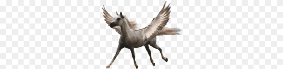 Pegasus Small, Animal, Mammal, Bird, Horse Free Png Download