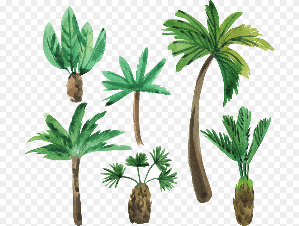 Pegatinas De Pared De Palmeras, Leaf, Palm Tree, Plant, Tree Free Transparent Png