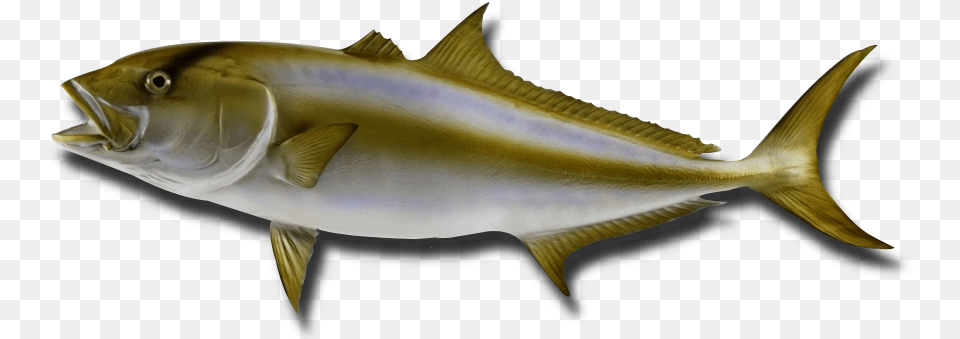 Peixes Olho De Boi, Animal, Fish, Sea Life, Tuna Free Png Download