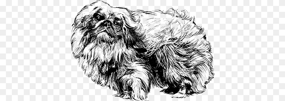 Pekingese Gray Free Png Download