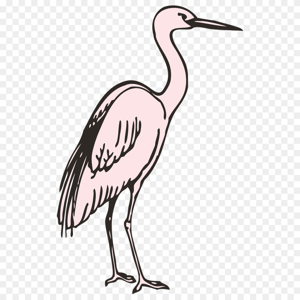 Pelecaniformes Bird Stork Beak Clip Art, Animal, Crane Bird, Waterfowl Free Png Download