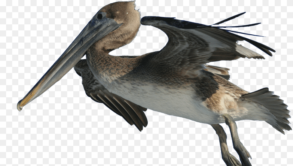 Pelecanus Occidentalis And Fishing Hook, Animal, Bird, Waterfowl, Pelican Free Png Download