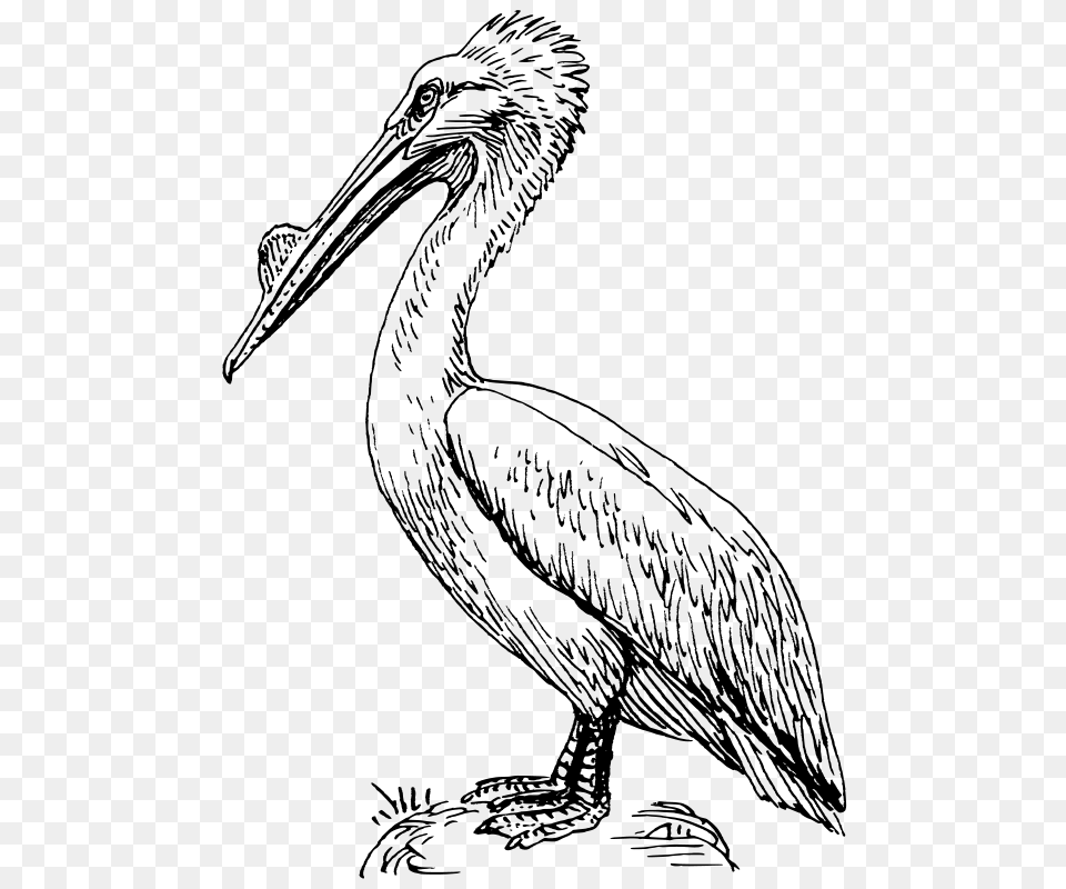 Pelican, Gray Png