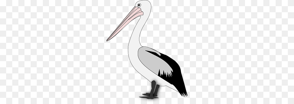 Pelican Animal, Bird, Waterfowl, Fish Free Png Download