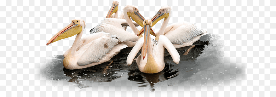Pelican Animal, Beak, Bird, Waterfowl Free Transparent Png