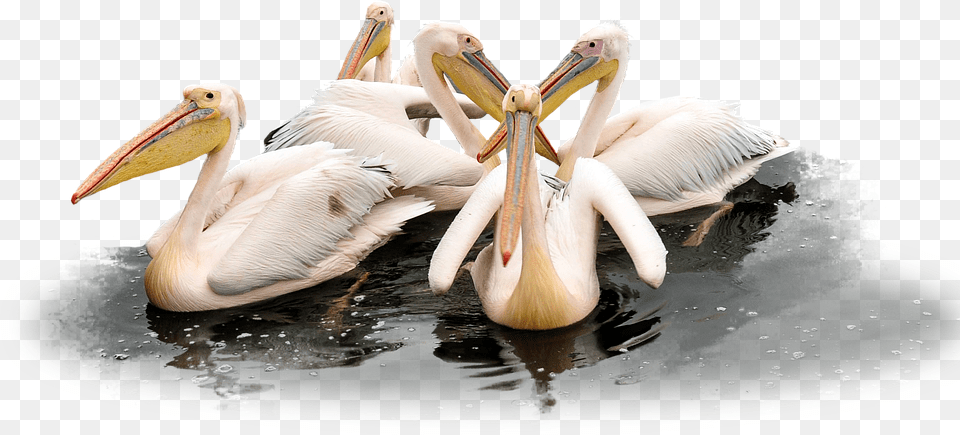 Pelican Animal, Bird, Waterfowl, Beak Free Png