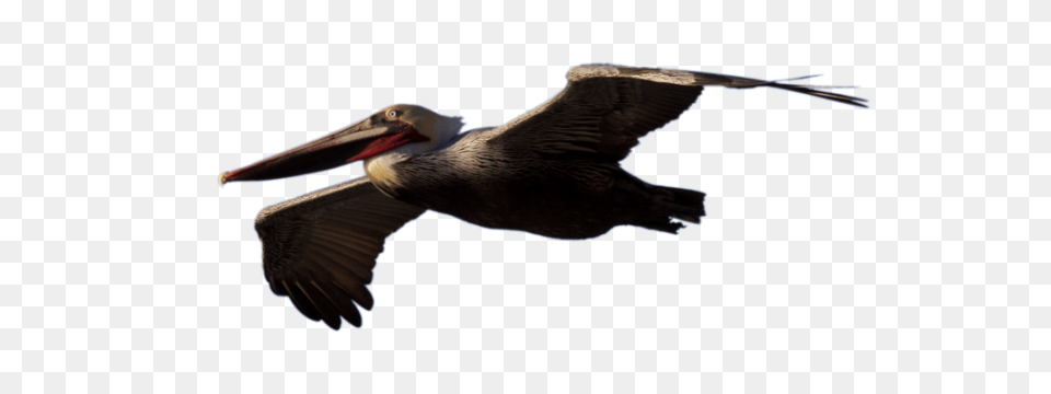 Pelican, Animal, Bird, Beak, Waterfowl Free Png