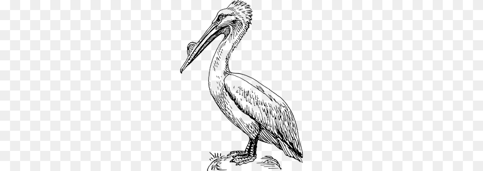 Pelican Gray Png Image