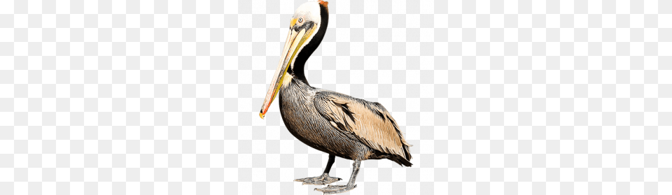 Pelican, Animal, Bird, Waterfowl, Beak Free Png