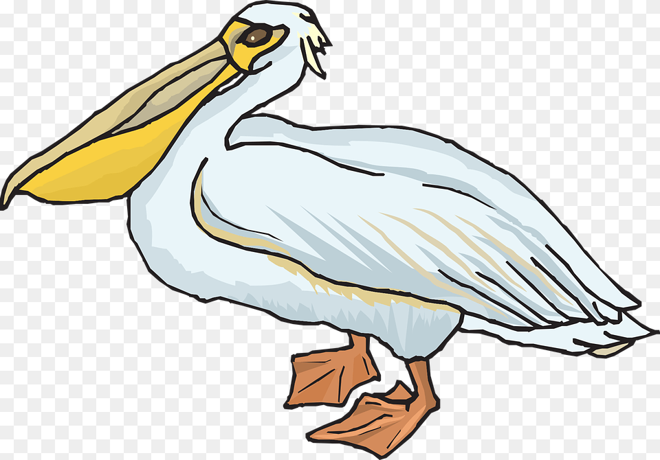 Pelican, Animal, Bird, Waterfowl, Adult Free Transparent Png