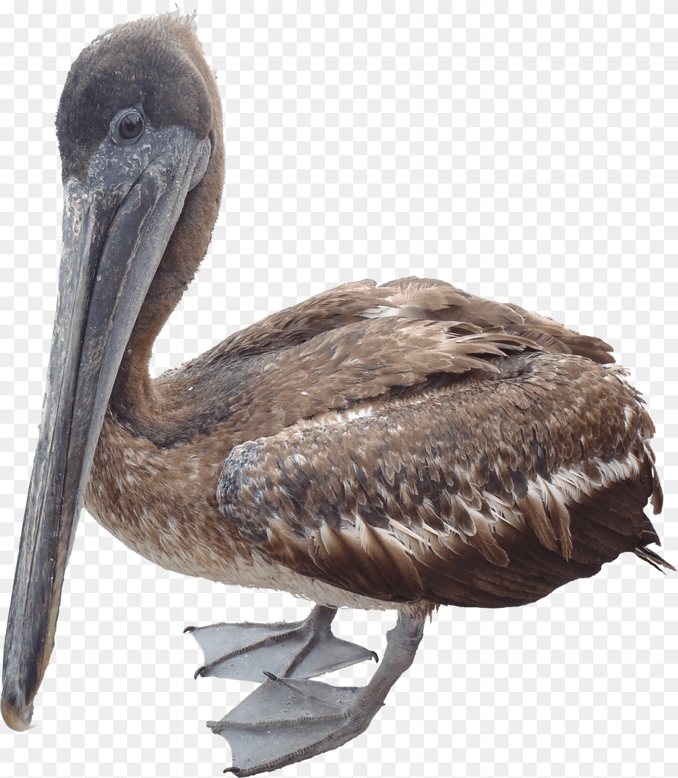 Pelican, Animal, Elephant, Mammal, Wildlife Png Image