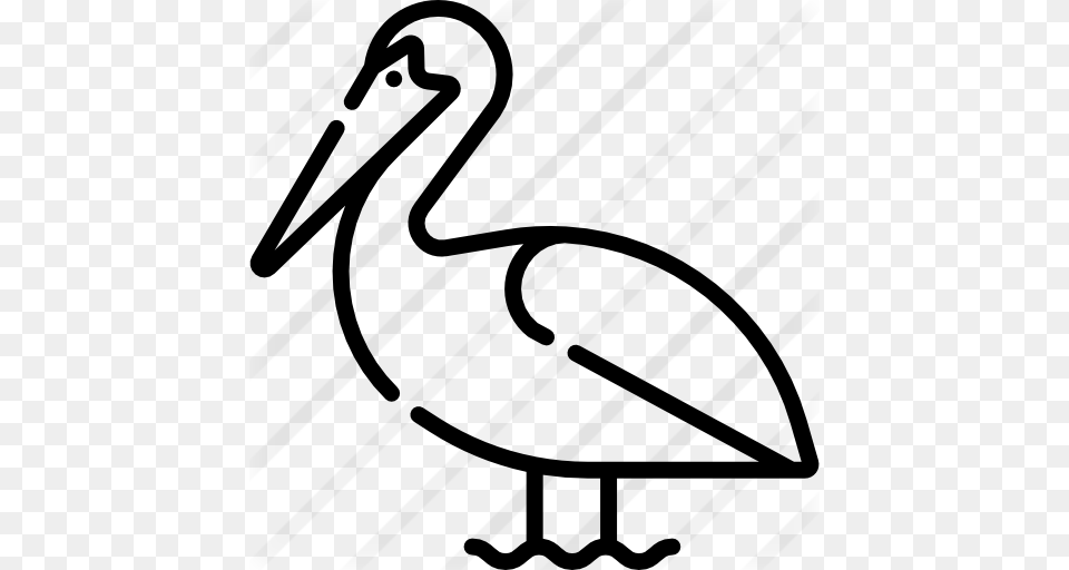 Pelican, Gray Png Image