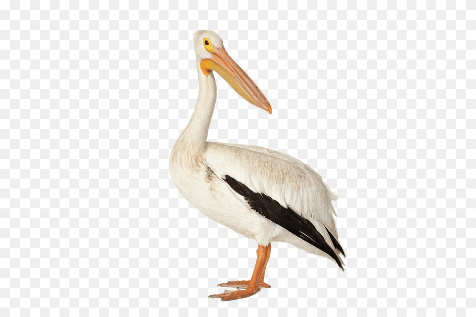 Pelican, Animal, Bird, Waterfowl Free Transparent Png