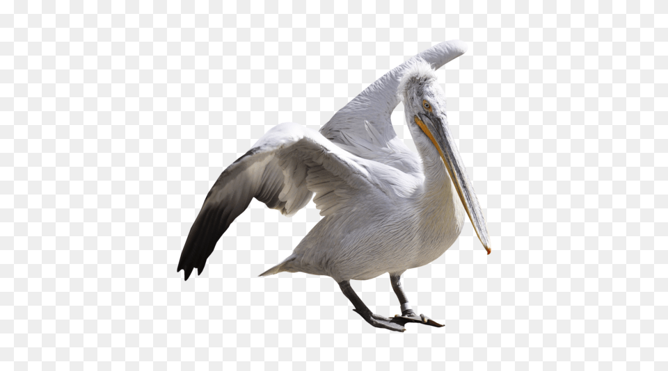 Pelican, Animal, Beak, Bird, Waterfowl Png Image