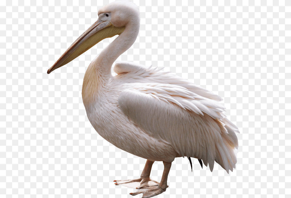 Pelican, Animal, Bird, Waterfowl Png Image