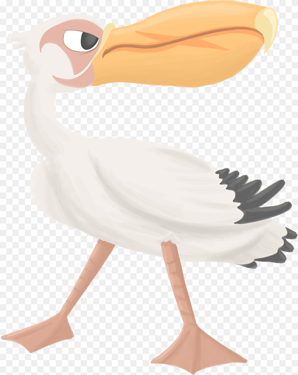 Pelican, Animal, Bird, Waterfowl, Beak Png