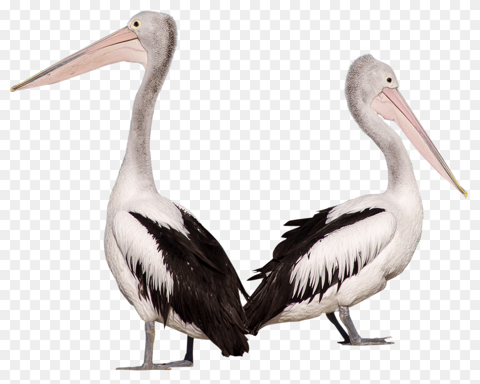 Pelican, Animal, Bird, Waterfowl Png