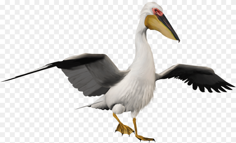 Pelican, Animal, Beak, Bird, Waterfowl Png
