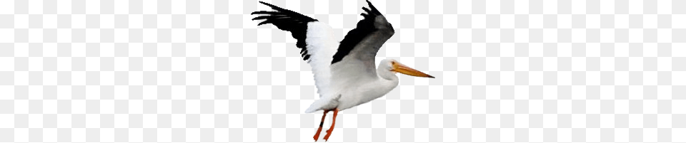 Pelican, Animal, Bird, Waterfowl, Fish Free Png