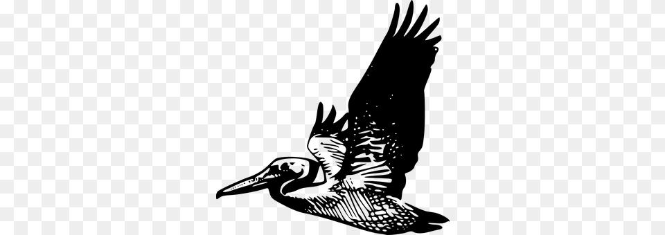 Pelican Art Png