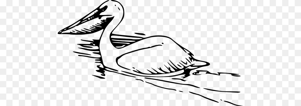 Pelican Gray Free Png