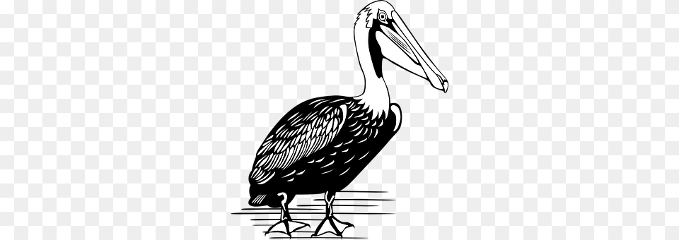 Pelican Animal, Bird, Waterfowl Png Image