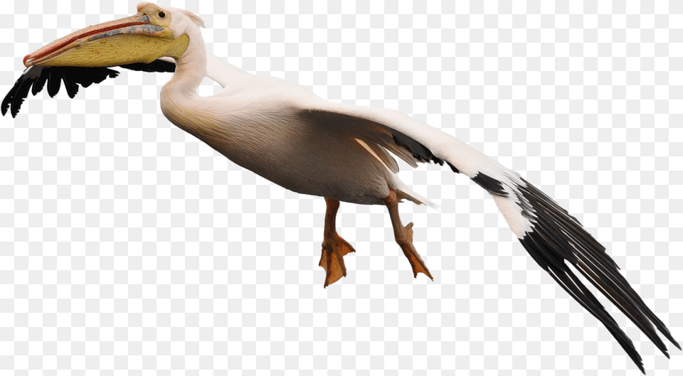 Pelican, Animal, Beak, Bird, Waterfowl Png
