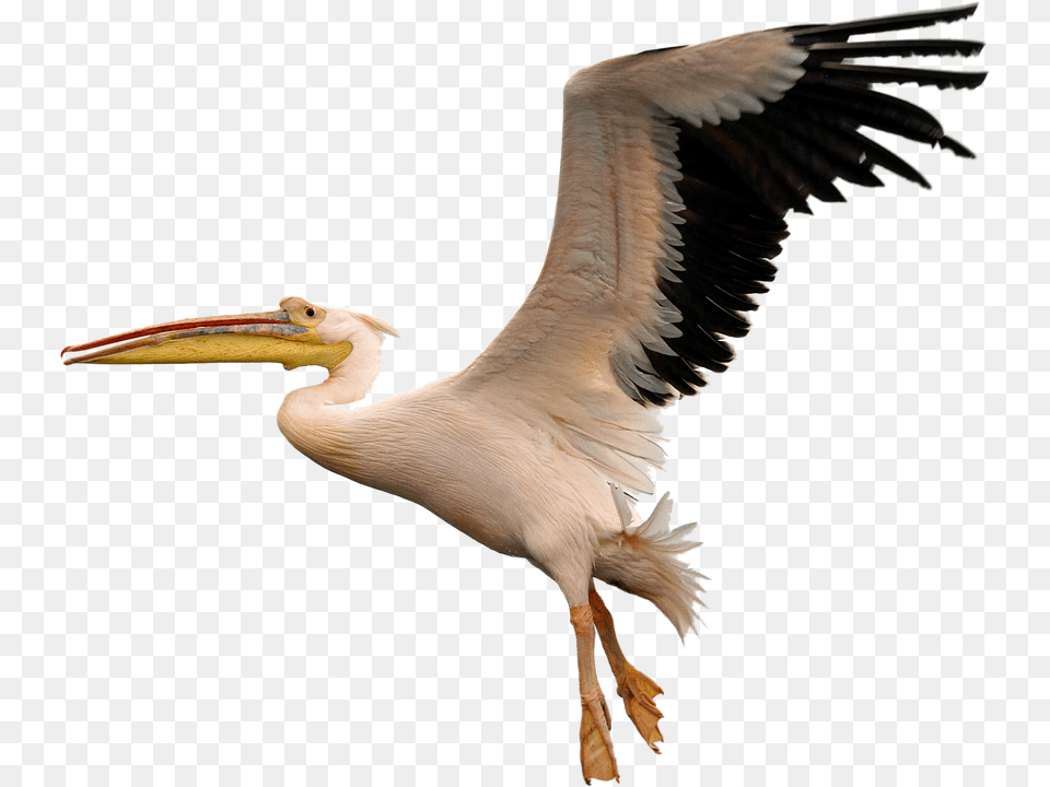 Pelican, Animal, Beak, Bird, Waterfowl Png