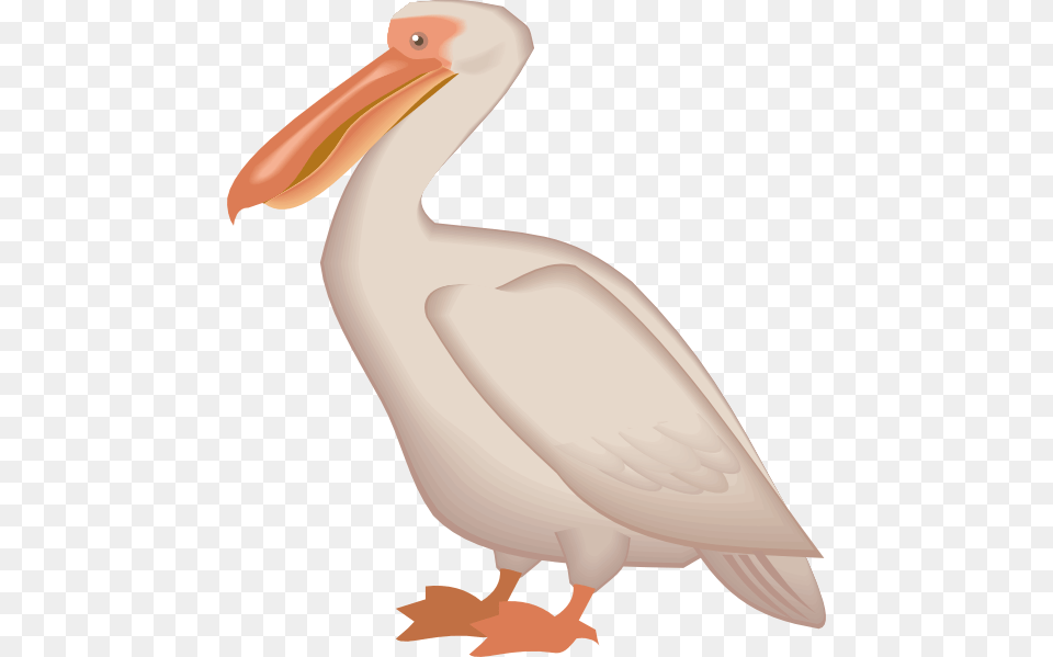 Pelican, Animal, Bird, Waterfowl, Fish Free Png Download