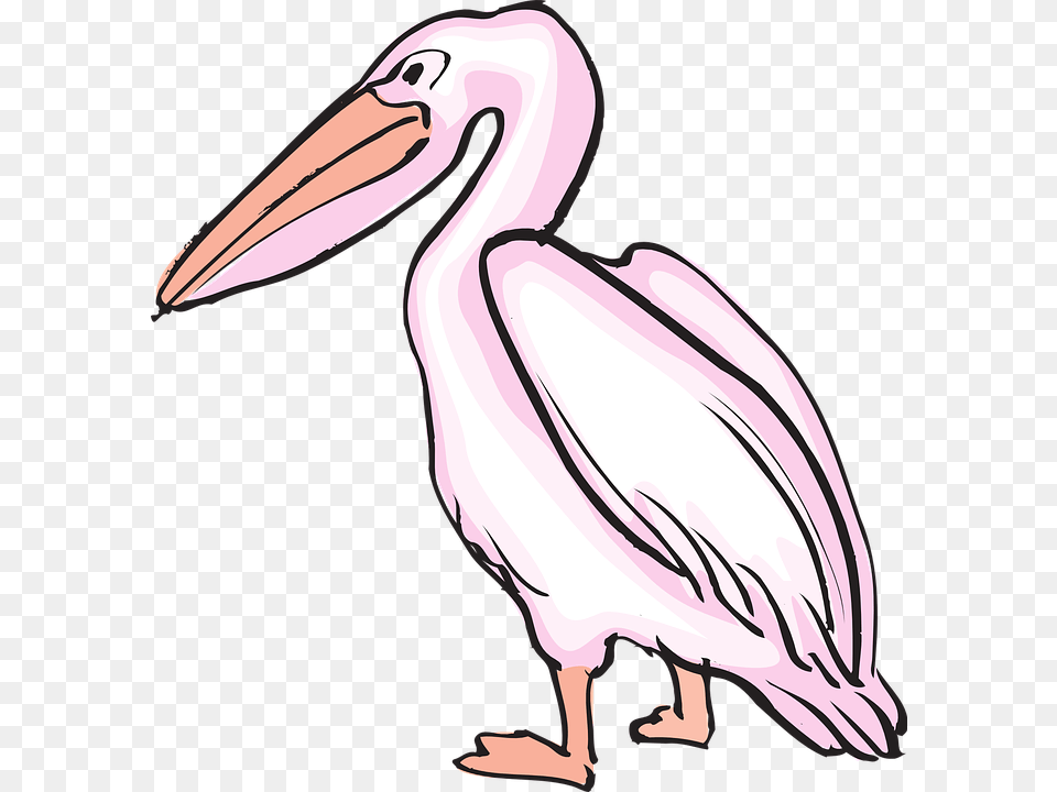 Pelican, Animal, Bird, Waterfowl, Adult Png Image