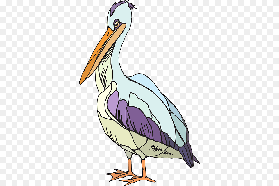Pelican, Animal, Bird, Waterfowl, Person Free Png Download
