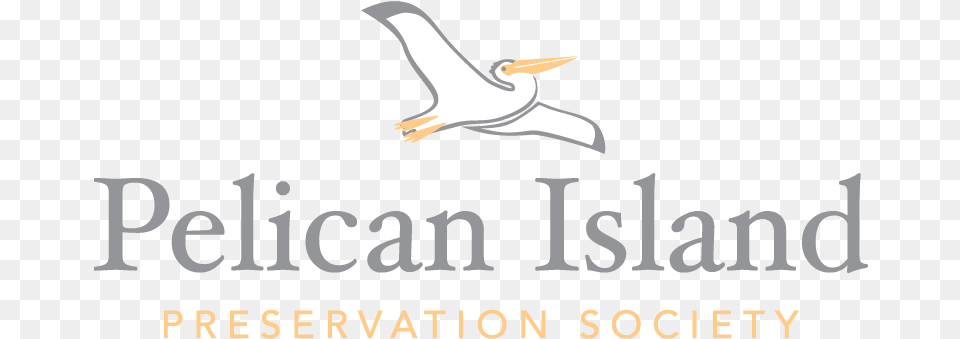 Pelican, Animal, Bird, Flying, Waterfowl Png