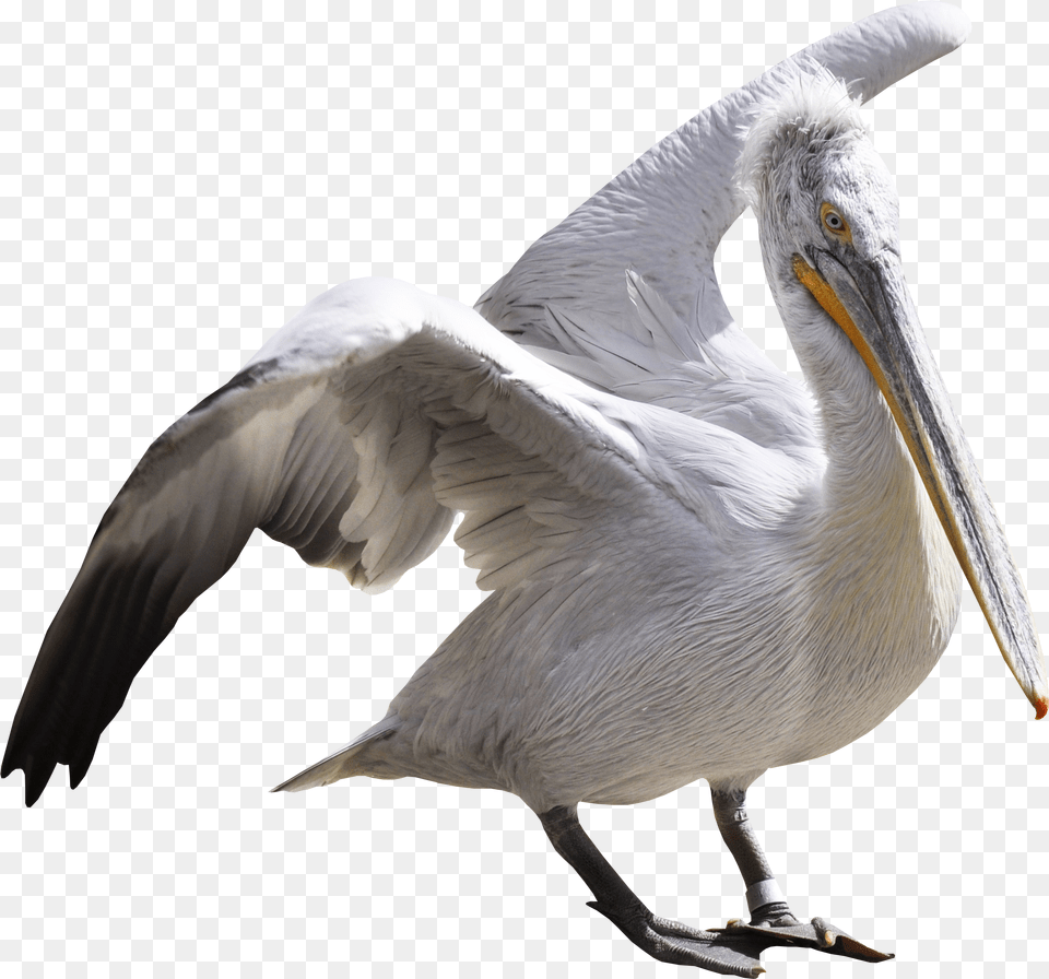 Pelican, Animal, Bird, Waterfowl, Beak Free Transparent Png