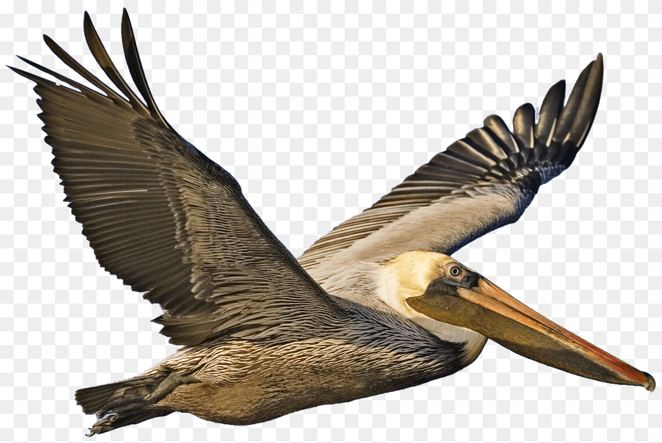 Pelican, Animal, Bird, Waterfowl Png Image