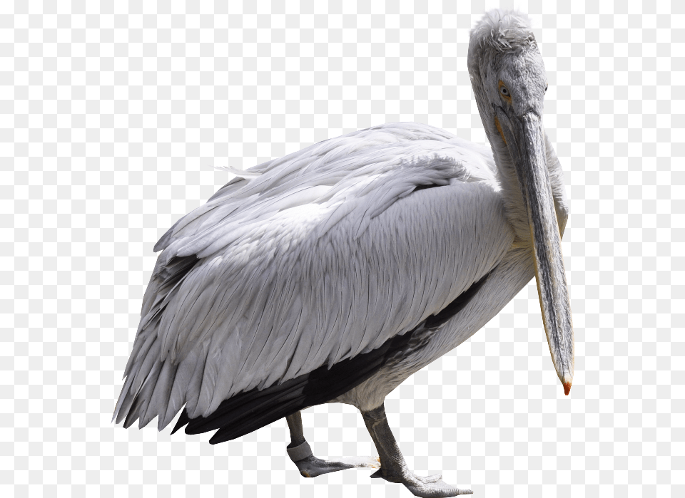 Pelican, Animal, Bird, Waterfowl, Beak Png