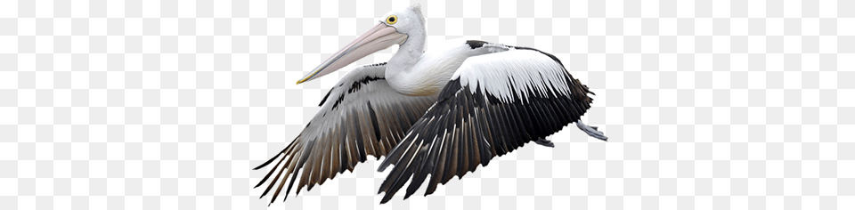 Pelican, Animal, Bird, Waterfowl Free Png Download
