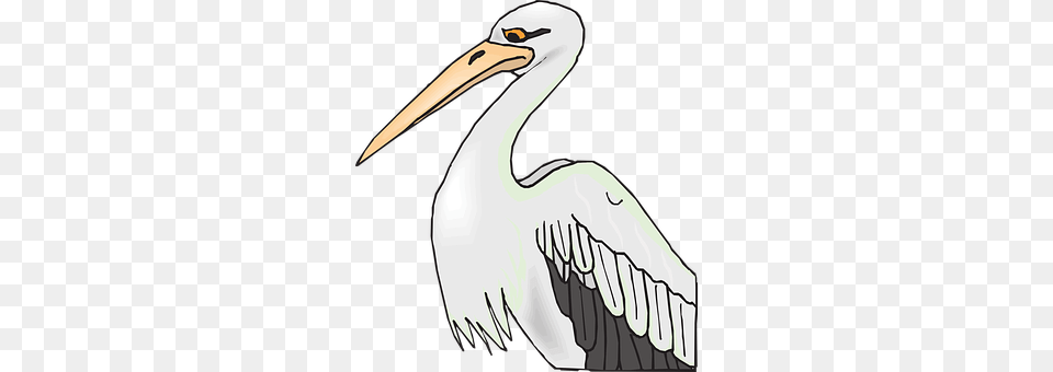 Pelican Animal, Bird, Waterfowl, Fish Png