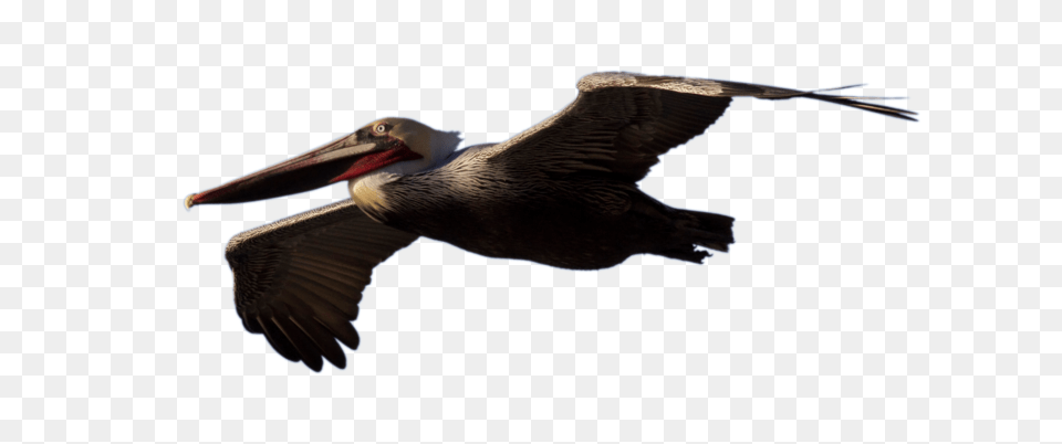 Pelican, Animal, Bird, Beak, Waterfowl Free Png Download