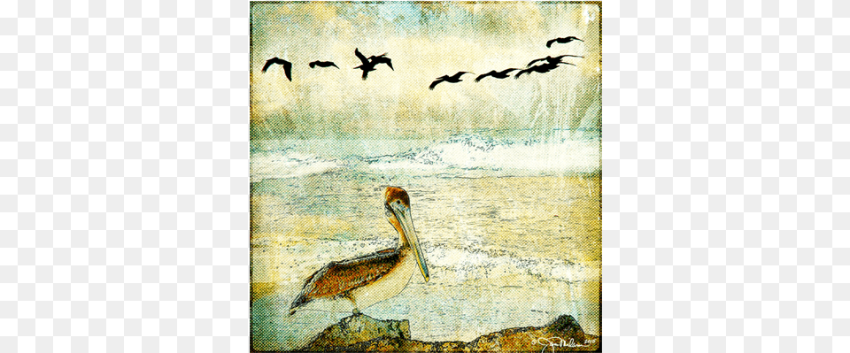 Pelican Amp Gulls Canvas Duck, Animal, Beak, Bird, Waterfowl Free Transparent Png