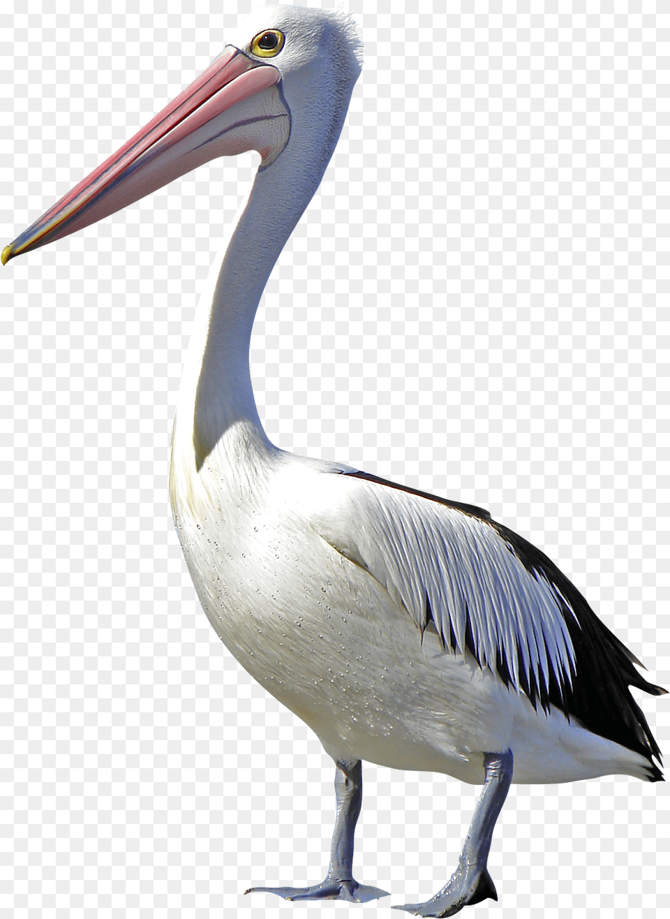 Pelican Bird Clip Art Transparent Pelican, Animal, Waterfowl, Beak Free Png