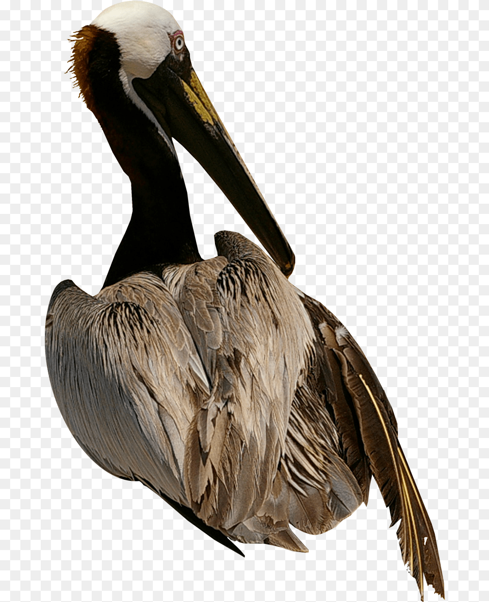 Pelican Bird Cygnini Domestic Goose Birds, Animal, Waterfowl, Beak Free Png