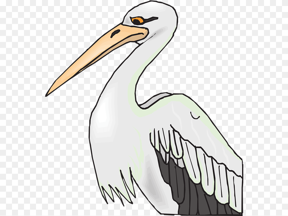 Pelican Bird Grey Vector Graphic On Pixabay Beak Clipart, Animal, Waterfowl, Stork, Fish Free Png Download