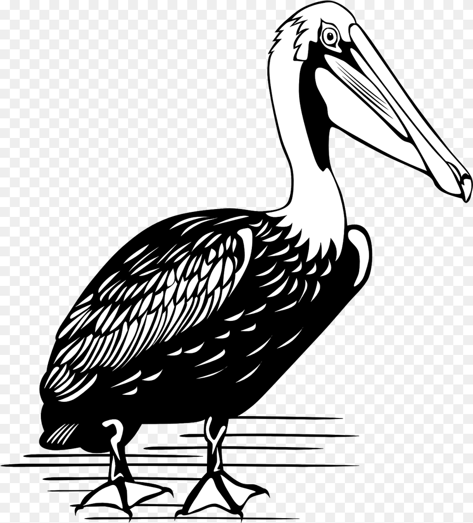 Pelican Bird Large Vector Graphic On Pixabay Brown Pelican Black And White, Animal, Waterfowl Free Png