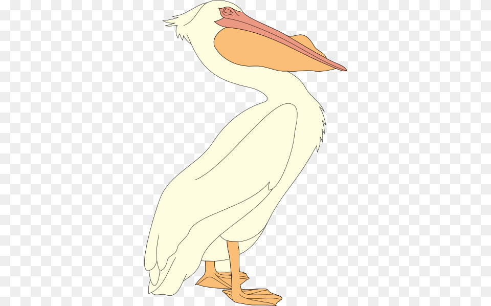 Pelican Clip Art, Animal, Bird, Waterfowl, Person Png Image